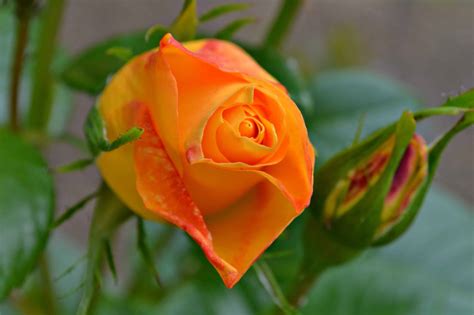 E' fatta in materiali di ottima qualità, resistenti e duraturi. Foto gratis: rosa selvatica, bocciolo di fiore, natura ...