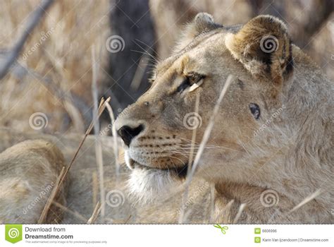 Side Portrait Of Lioness Stock Photo Image Of Panthera
