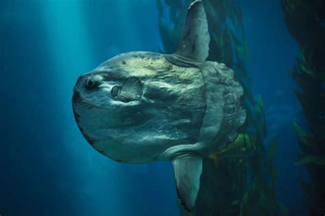 Meet Ocean Sunfish The Worlds Largest Bony Fish