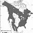 Historical Range Of Black Bears In North America From Pelton Et Al 