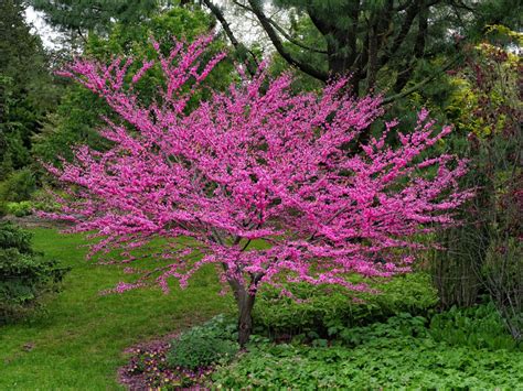 Growing Tips And Care Of Redbud Trees Gardening Know How
