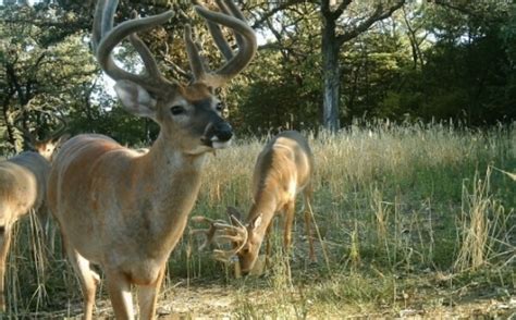 Building A Quality Deer Herd Whitetail Habitat Solutions
