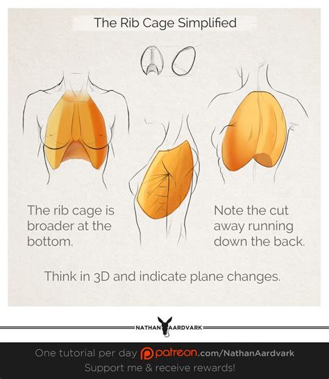 The rib cage is the arrangement of ribs attached to the vertebral column and sternum in the thorax of most vertebrates, that encloses and protects the vital organs such as the heart, lungs and great vessels. Tutorial 148 - The Rib Cage Simplified in 2020 | Rib cage anatomy, Rib cage, Plane drawing