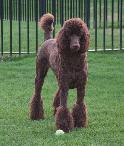 Geddy A Royal Standard Poodle Color Brown Weight 102 Lbs Furry