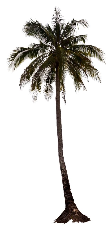 Black Palm Tree Transparent Background Png Play