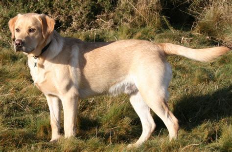 Will suit a pet owner or a working home. Labrador Retriever - Dog Breed history and some ...