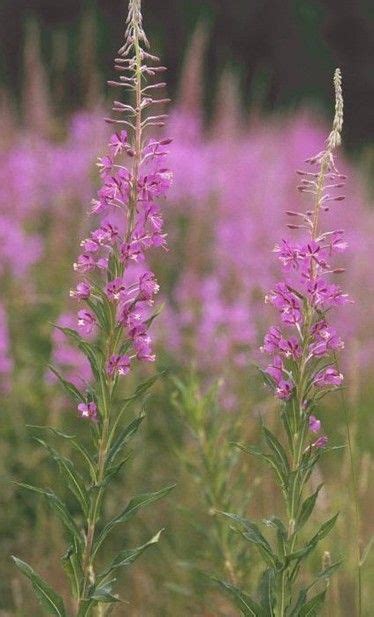 Fireweed Epilobium Spp British Wild Flowers Edible Wild Plants