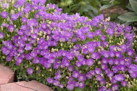 Top 10 Purple Plants To Grow In Your Flower Garden Birds And Blooms