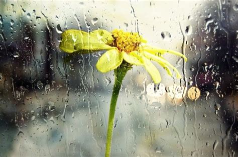Free Photo Rain Glass Nature Wet Window Flower