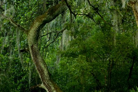 Deepest Florida Jungle Allen Flickr