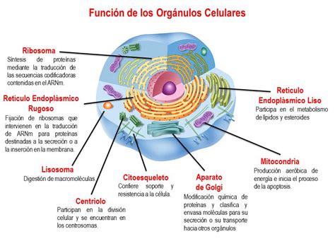 Fisiologia Medica Organelos Celulares Gambaran