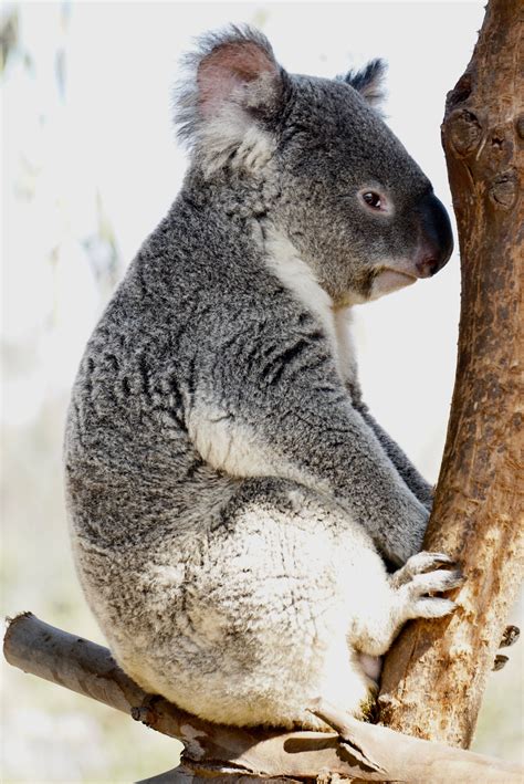 Download Koala Side Profile Wallpaper