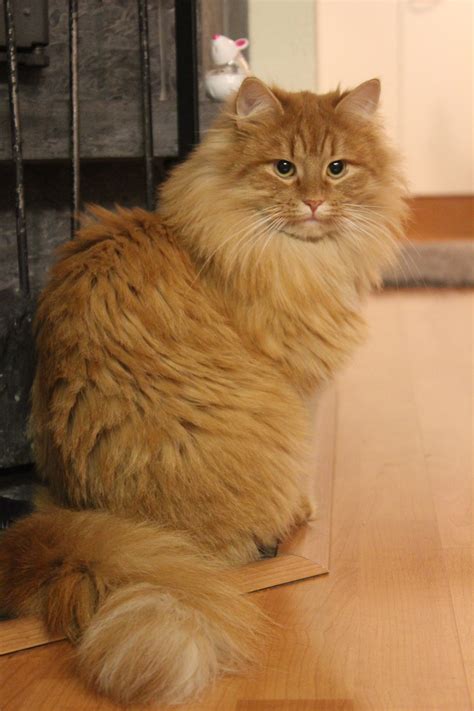 Orange Norwegian Forest Cat