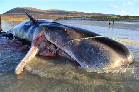Young Sperm Whale Found Dead With 100 Kgs Of Trash In Its Stomach What