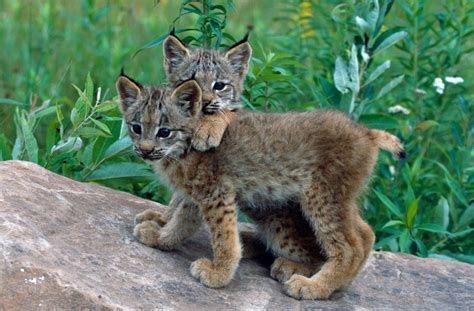Siberian Lynx Baby