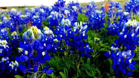 Oklahoma Wildflowers 5 Most Beautiful Wildflowers How To Grow Them