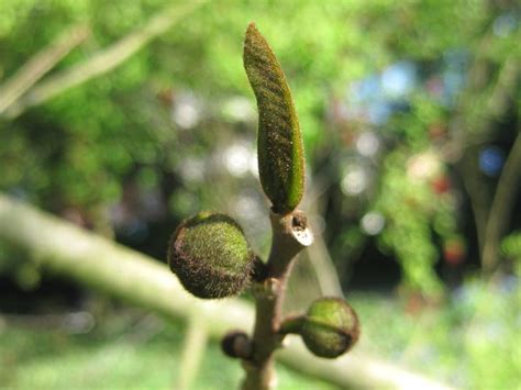 Die indianerbanane (asimina triloba) wird auch paw paw oder dreilappige papau genannt. Papau, Indianerbanane, Asimina triloba hier günstig in ...