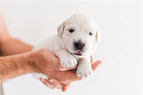 4 Week Old Golden Retriever Puppy By Stocksy Contributor Samantha