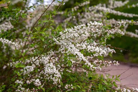 11 Great Trees And Shrubs With White Flowers 2022