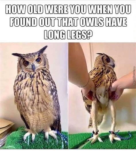 Tom Trig On Twitter Cute Cats And Dogs Owl Meme Owl