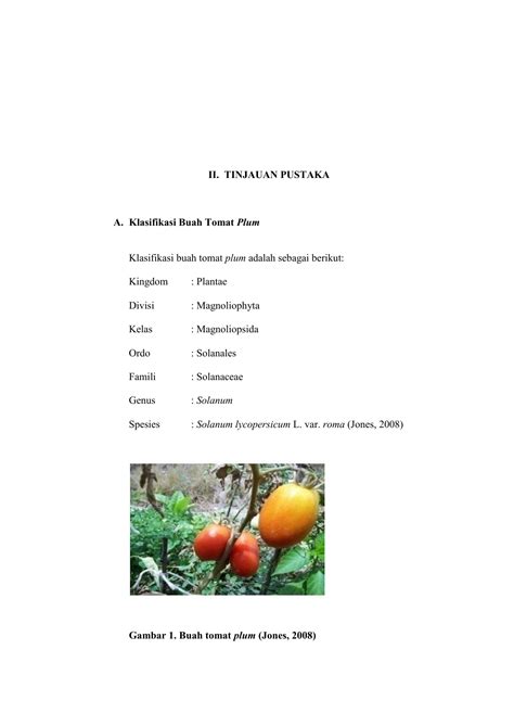 Klasifikasi Tomat Dan Morfologi Tanaman Tomat Vrogue Co