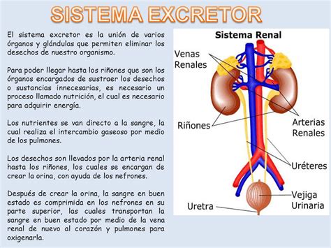 El sistema excretor anatomía Escuelapedia Recursos