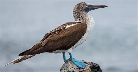 Blue Footed Booby Identification All About Birds Cornell Lab Of
