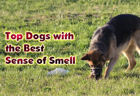 Dogs With The Best Sense Of Smell Did You Know Pets