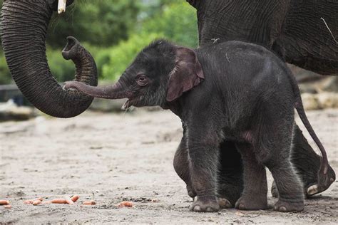 70 Baby Elephant Wallpaper