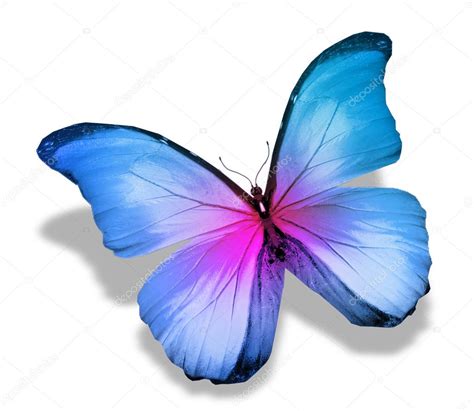Morpho Blue Pink Butterfly Isolated On White — Stock Photo © Sun