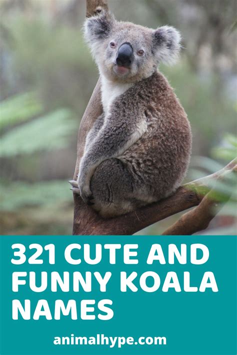 Cute And Funny Koala Names Funny Koala Koala Cute Names