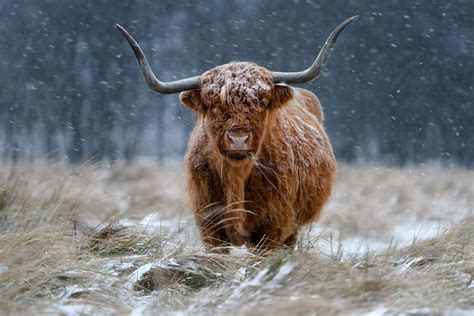 Snowy Highland Cow Wallpaper Happywall