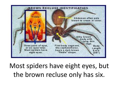 Ppt The Terrifying Brown Recluse Powerpoint Presentation Free