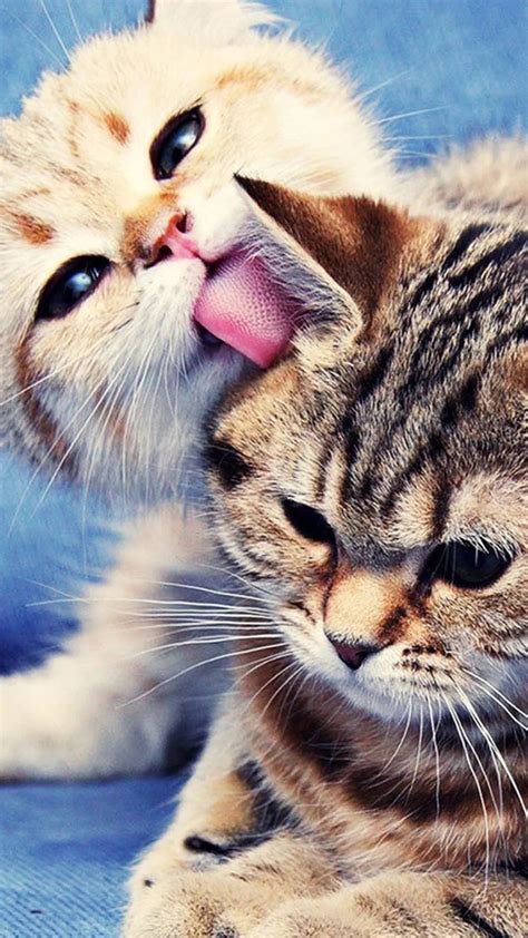 48 Cats iPhone Wallpapers - Wallpaperboat
