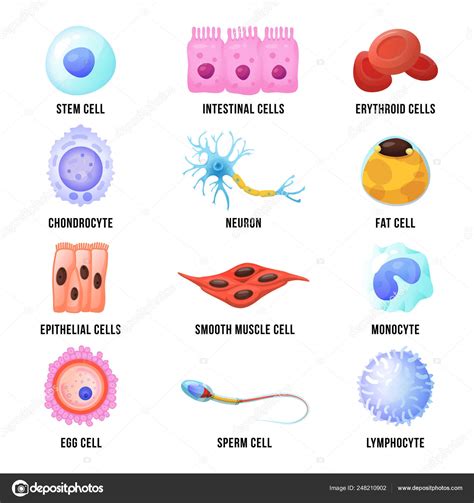 Celulas Diferentes Del Cuerpo