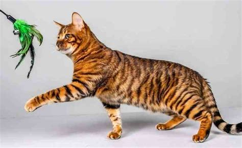 Gato Toyger el mini tigre doméstico Smylepets