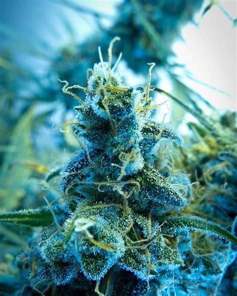 Blue Dream Cannabis Strain - Everything You Need to Know & More! – Weed