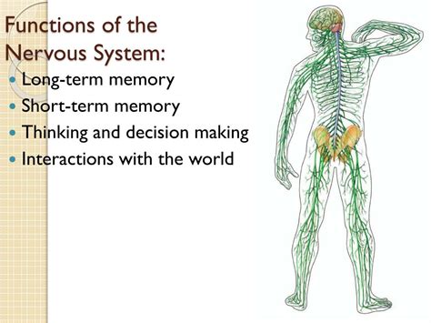 Human Nervous System Structure And Functions Explained