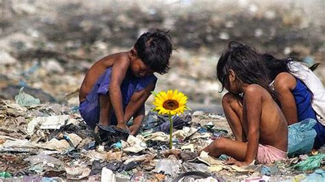 Ilhas Das Flores Resumo