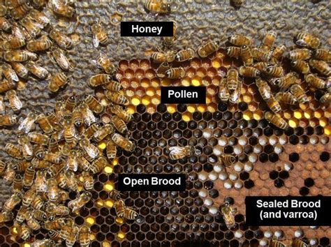 Check Out This Great Size On Beekeeping Tips You Will Find Alot Of