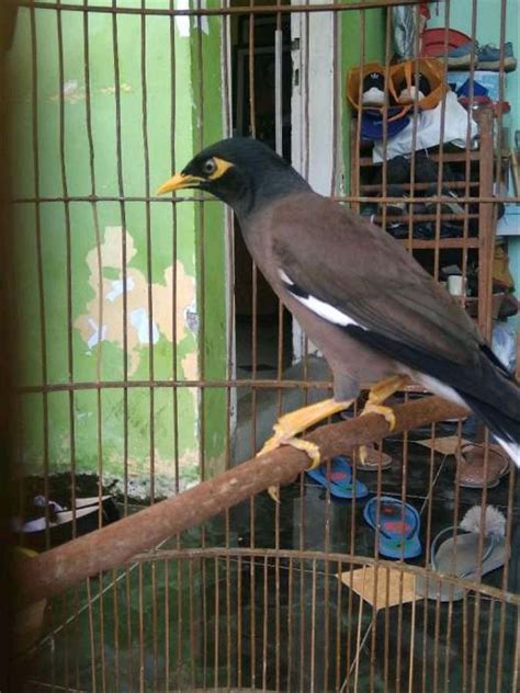 Selain itu, jambul pada burung ini akan bergerak untuk selanjutnya mari kita menuju daftar audio masteran burung branjangan. 300 Gambar Burung Jalak Nias Jantan HD Paling Baru - Gambar ID