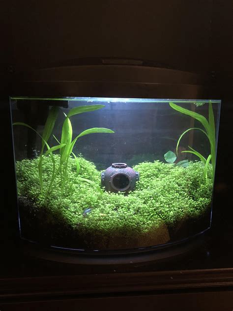 12 Gallon Planted Tank Aquariums