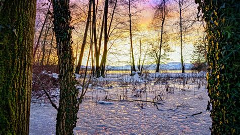 Snow Covered Tree Branches Swamp During Sunset Hd Nature Wallpapers