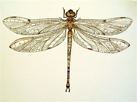 Dragonfly Illustration Vintage Dragonfly Art