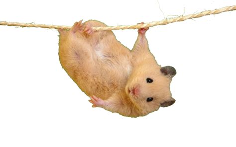 Dangling Hamster For Rphotoshopbattles Battle 34 Cutouts