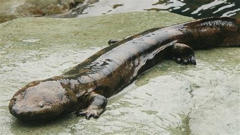 New Chinese Giant Salamander Species May Be World S Biggest Amphibian