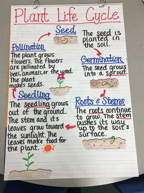 Plant Life Cycle Anchor Chart Plant Life Cycle Science Lessons