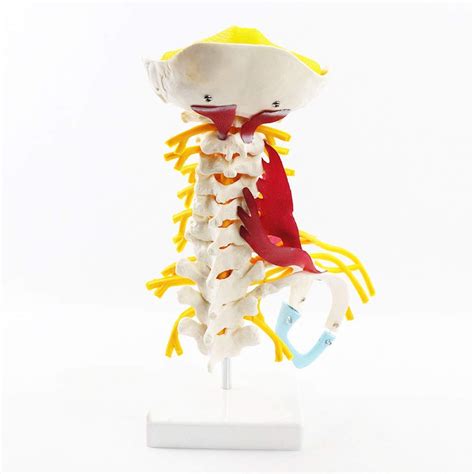 Buy Lifesize Human Cervical Vertebra Carotid Artery Flexible Spine Model With Nerves Brain