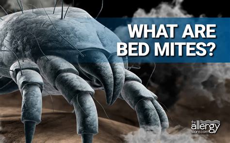 What Are Bed Mites The Most Common Bed Mite Is A House Dust Mite
