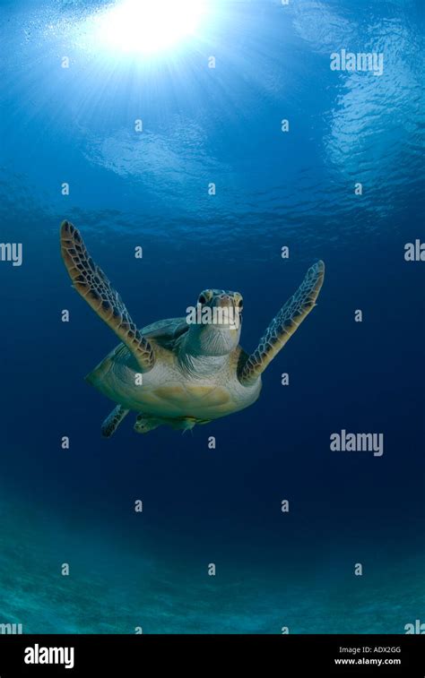 Green Sea Turtle Chelonia Mydas Pacific Philippines Stock Photo Alamy